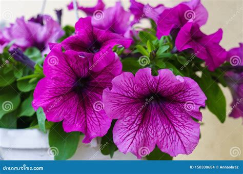 Bouquet Of Purple Petunias In A Flower Pot. Stock Photo - Image of background, bouquet: 150330684