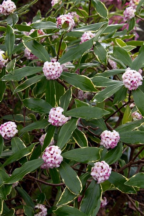 Variegated Winter Daphne | Winter plants, Fragrant flowers, Garden shrubs