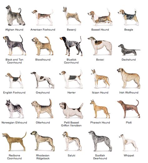 Akc Dog Breed List - Dog Breeds