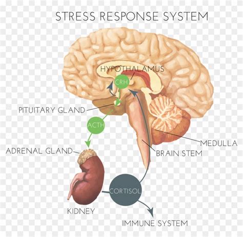 Hormones And Stress - Brain Stress Response System, HD Png Download ...