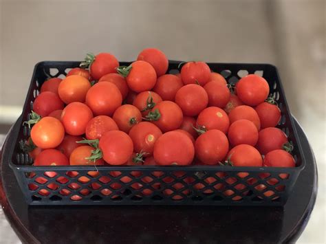 My first cherry tomato harvest! Just from 3 Plants! : r/gardening