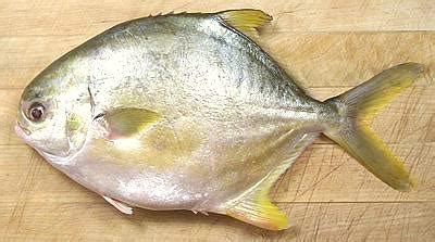 White Pomfret, Silver Pomfret, Pompano, Palmburo Fish – whats the difference? – Indian Parsi Cuisine