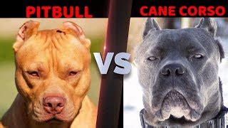 How To Tell The Difference Between A Pitbull And Cane Corso