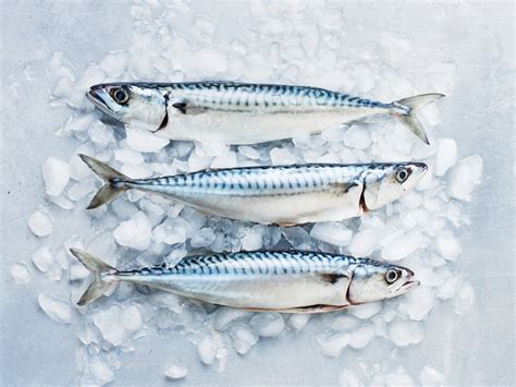 Mackerel Ice Fish Information Highlight - Mackerel Fish Frozen, Frozen Pacific Mackerel, Price ...