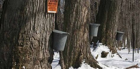 Cornell Cooperative Extension | Maple Syrup Production