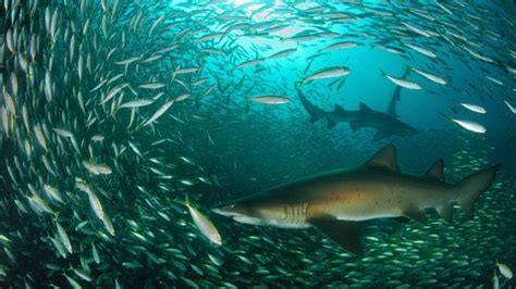 Divers find themselves among 70 critically endangered sharks