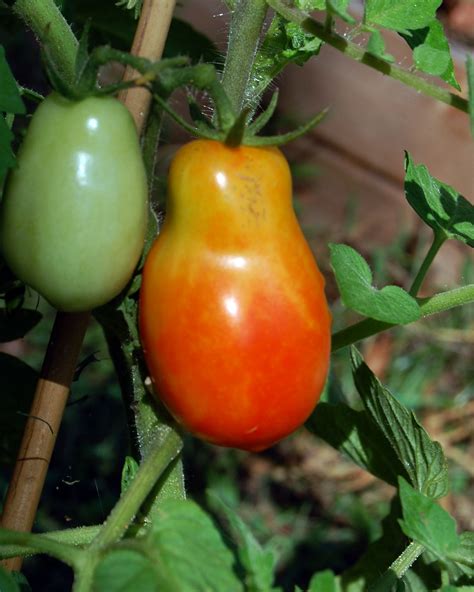 How to Grow Roma Tomatoes for a Fall Harvest | Vegetable Garden Blog