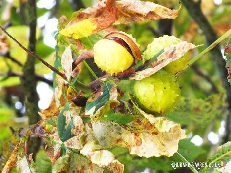 How to Conquer Playing Conkers! - Rhubarb and Wren