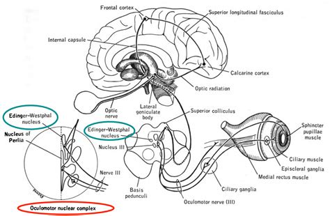 The Oculomotor Nerve (CN III) | Cranial Nerves | Anatomy | Geeky Medics