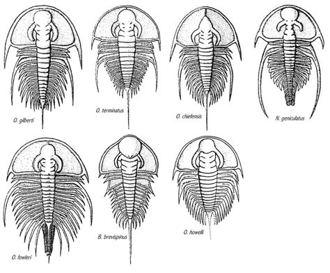 Need help with trilobite morphology - Fossil ID - The Fossil Forum