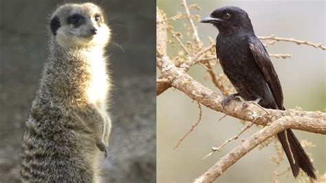 The bird that cries hawk: fork-tailed drongos rob meerkats with false alarms