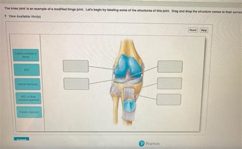 Example Of Hinge Joint