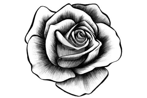 Pin on Roses | Rose drawing tattoo, Roses drawing, Rose illustration