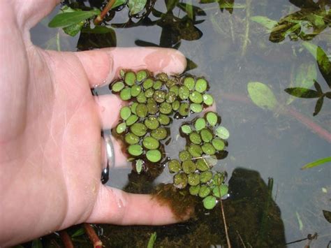 Water Fern | Outdoor Alabama