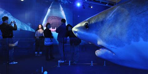 Sydney Aquarium Shark - Creature NFX Workshop