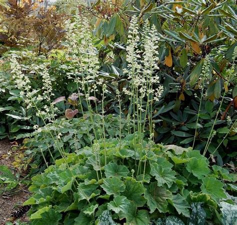 Heuchera macrorhiza 'Autumn Bride' Coral Bells from Antheia Gardens