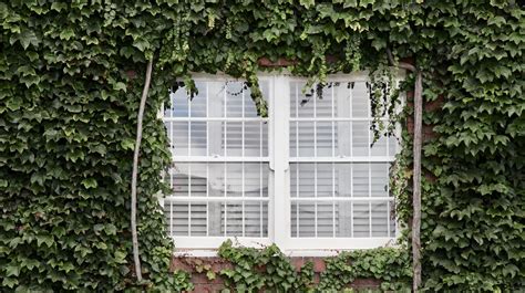 How To Grow Ivy Up The Walls Of Your Home