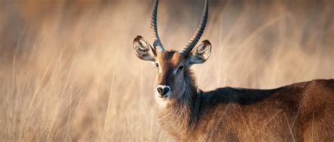 Waterbuck | African Wildlife Foundation