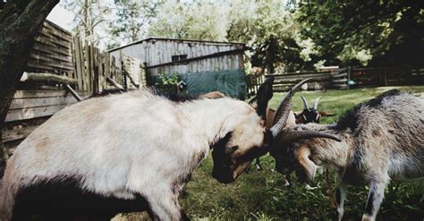 Understanding Goat Behavior and the Dynamics of a Goat Herd