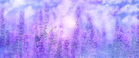 Sage Plant Wallpaper 4K, Violet flowers, Butterfly, Garden