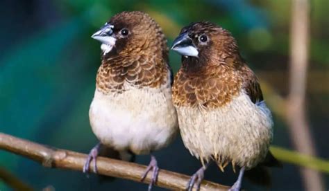 Types Of Finches | Top 5 Popular Pet Finches | Hutch and Cage