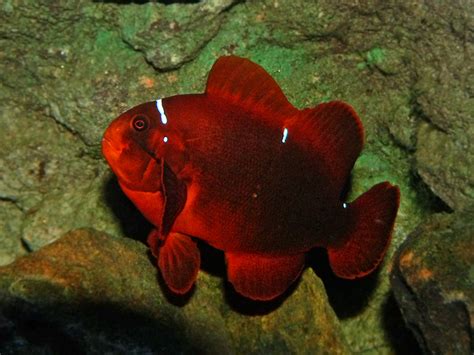 Maroon clownfish - Wikipedia