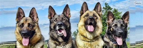 A Look into German Shepherd Colors and Coat Varieties