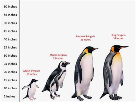 Different Types: Different Types Of Penguins