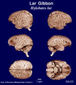 Comparative Mammalian Brain Collections: Gibbon (Hylobates lar)