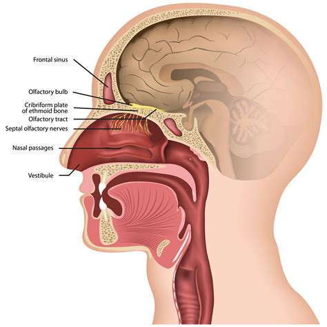 Olfactory Nerve: Anatomy, Function, and Treatment