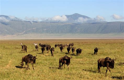 Ngorongoro Conservation Area – Bearfoot Expeditions