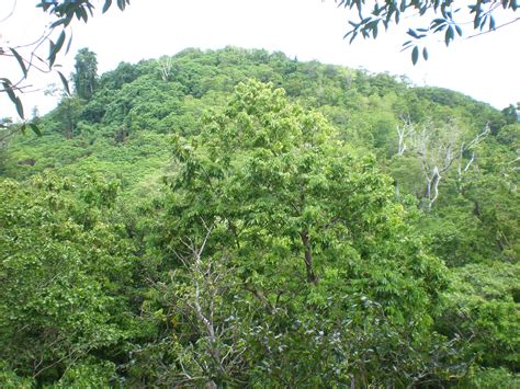 File:View Falealupo rainforest, Savai'i.JPG - Wikimedia Commons