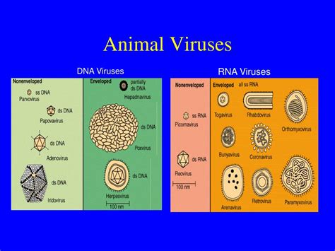 PPT - Viruses PowerPoint Presentation, free download - ID:6761605