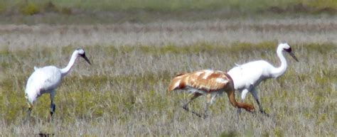 Aransas National Wildlife Refuge – Bird Noetz