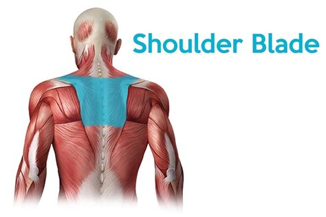 Shoulder Blade Pain - Fajar Magazine