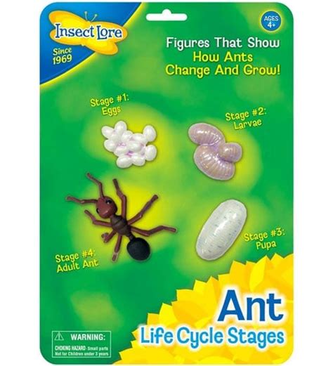 Ant Life Cycle Stages by Insect Lore | Planet Natural