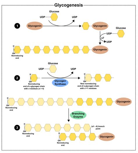 Glycogen Synthesis Steps