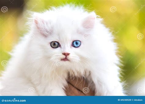 White Persian Cat and Different Eyes. Stock Photo - Image of lick ...