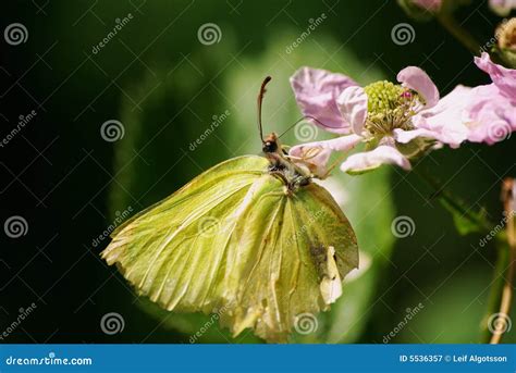 Wonderful Brimstone Butterfly Stock Photos - Free & Royalty-Free Stock Photos from Dreamstime