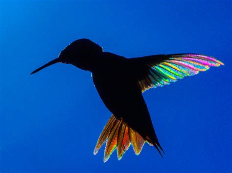 Photographer Waits Three Summers to Recreate Hummingbird Prism Shots | PetaPixel