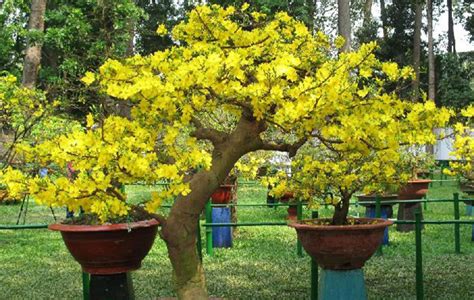 Flowers & Blossoms in Tet Holiday