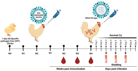 Vaccines | Free Full-Text | Immunogenicity and Cross-Protective ...