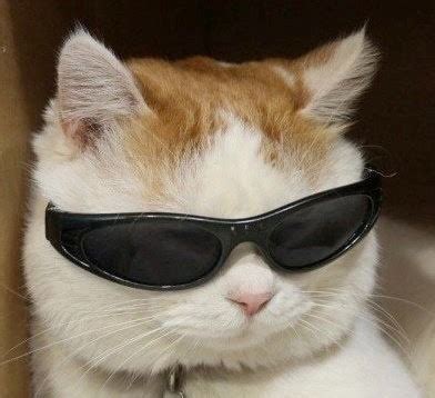 Create meme "memes with cats, cat in sunglasses, cat with black glasses" - Pictures - Meme ...