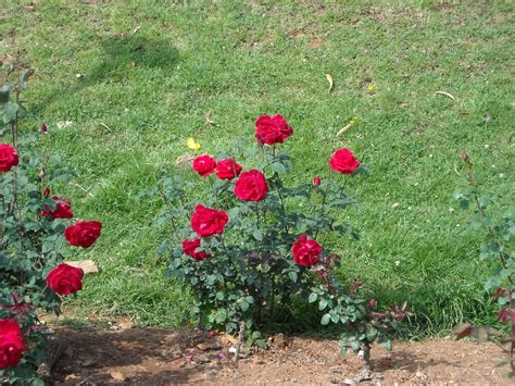 Vinodh Photography : OOTY Rose Garden