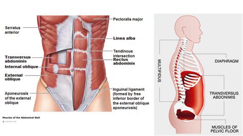 Core Muscles Diagram