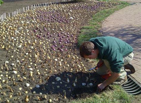 Planting a bulb "meadow" • GreenView