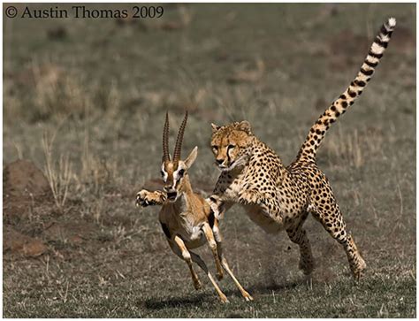 Cheetah Chasing Gazelle | Wigan 10