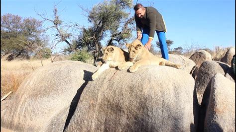 Walking with Lions in Zimbabwe/Africa - YouTube