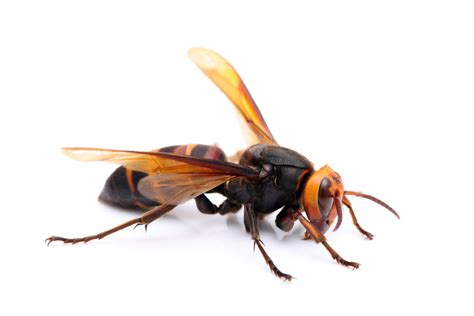 Myths about Murder Hornets | Classic Insulation Pest Control