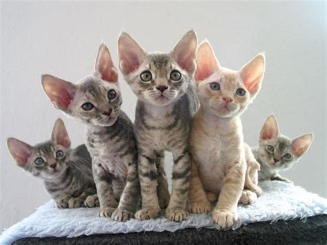 Devon Rex kittens photo and wallpaper. Beautiful Devon Rex kittens pictures